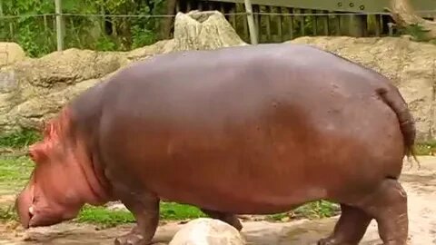 Hippo gets explosive diarrhea