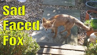 🦊Friendly urban #fox Ajax on a rare beautiful sunshine spring morning visit to find food.