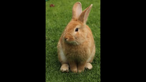 Try not to Laugh - Cute Bunny with Eyeglasses