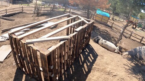 Built a Pig Shelter with Pallets-Goat Hoof Trimming-Moved our Cow-Beautiful Living Farmhouse