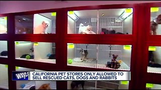 California limits pet store sales of cats, dogs and rabbits to rescue or shelter animals only