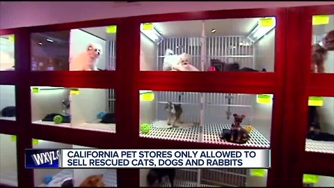 California limits pet store sales of cats, dogs and rabbits to rescue or shelter animals only