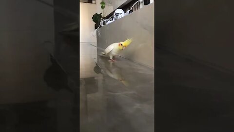 Funny Cockatiel