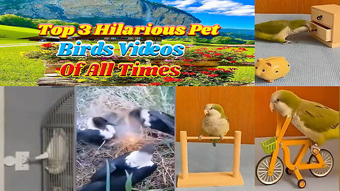 Top 3 Hilarious Pet Birds Video of All Times