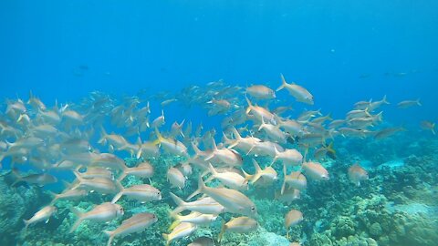 Great dive at Honokohau, Kona HI! 🤙🤙