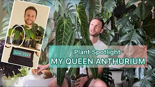 Queen Anthurium - Plant Spotlight #anthuriumwarocqueanum