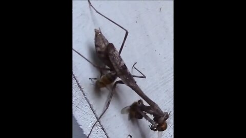 Praying Mantis Is Fighting Bees
