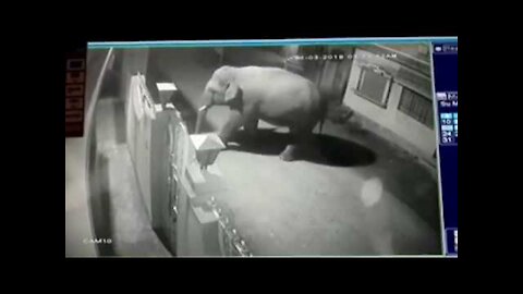 Elephant Attack In House