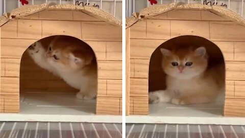 Super Cute Cat is Happy in little Home