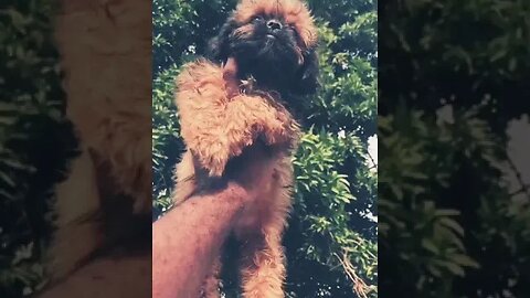 Flying Lhasa Apso #shorts #doglover #cute #dog