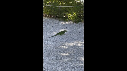 Iguana On Sanibel Island, FL 4K￼