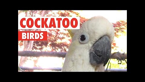 Funny Cockatoo Bird Videos That'll Make You Chuckle