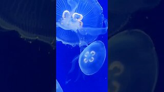jellyfish Pineknollshores aquarium
