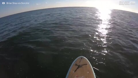 Une rencontre inattendue avec une baleine à bosse dans le New Jersey