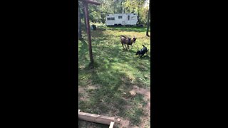 Goat playing