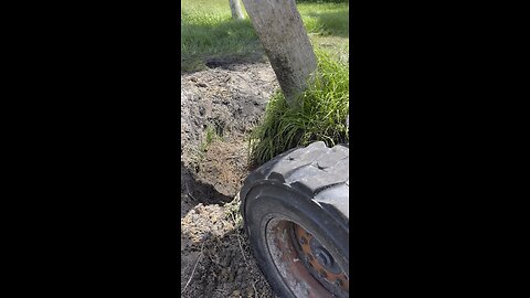 Moving Sabal palm to make room for new grow house