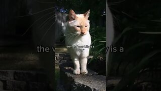 Prettiest Stray Cat tiktok billythecrosseyedcat