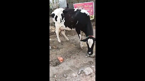 Be vegan Cows eating plastic poison