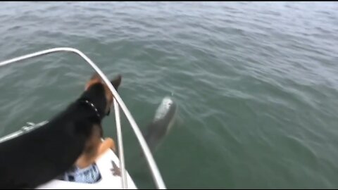 Dog Caught Dolphins!!