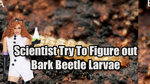 Scientist Try To Explain How Bark Beetle🐞 Larvae Jump