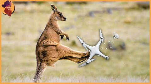 Top 15 Regal Moments Of Animals Attacking Drones