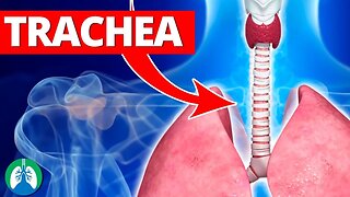 Trachea (Medical Definition) | Quick Explainer Video