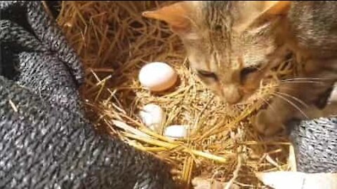 Cat thinks he's a chicken