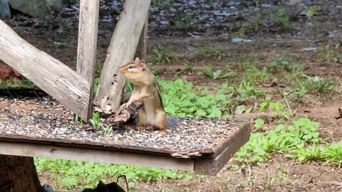 Calvin the Chipmunk and Friends?
