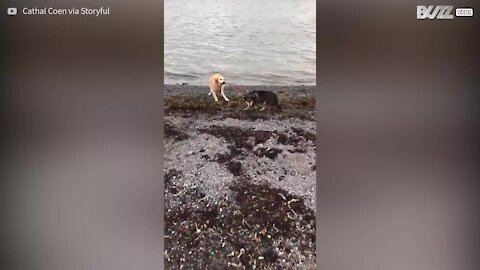 Cane trascina l'amico a fare il bagno