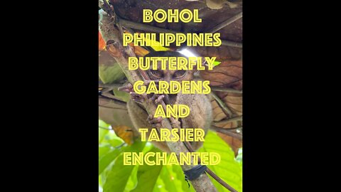 Tarsier Enchanted - Butterfly Garden Lecture. Bohol, Philippines