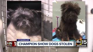 Chandler show dogs stolen from home, owner pleading for safe return