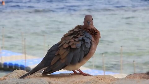 Egyptian pigeon prink