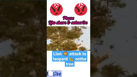 Lion 🦁 attack to leopard 🐆 on the tree 🌴#shorts, #youtubeshorts