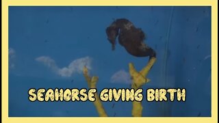 Seahorse Giving Birth