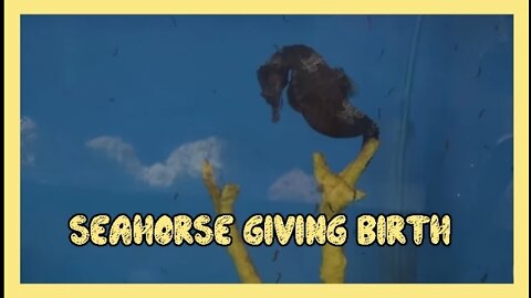 Seahorse Giving Birth