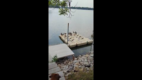 Ducks on the lake in Albert Lea Minnesota