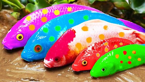 Pink Catfish Hunting Colorful Koi Fish - Fishing in Mud | Stop Motion Cooking Primitive