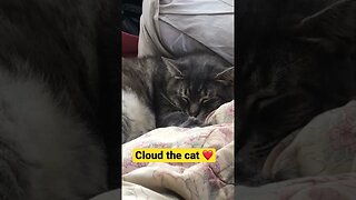 Cloud the cat ❤️❤️