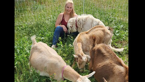 We Moved The Goats Out To Pasture and We Got Our Turkeys!