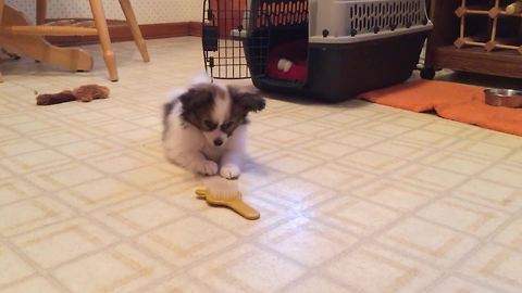An Adorable Puppy Dog Plays With A Hairbrush