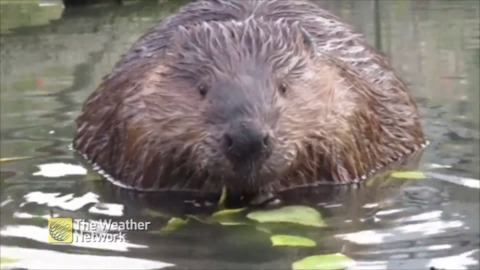 Have you ever been this close to a beaver?
