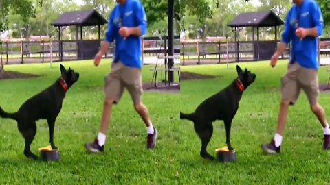 Everyone needs this Dog training skill! Touchpad training