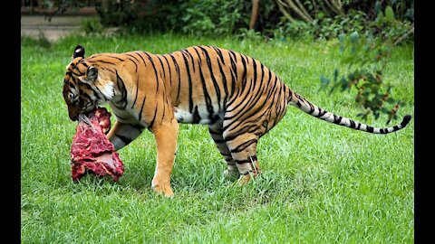 Eat Meat A Danger Tiger