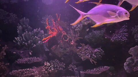 Relaxing Fish Aquarium Music | Deep Focus Music | Meditation Music