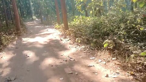 forest tour odisha shorts #viral #odisha