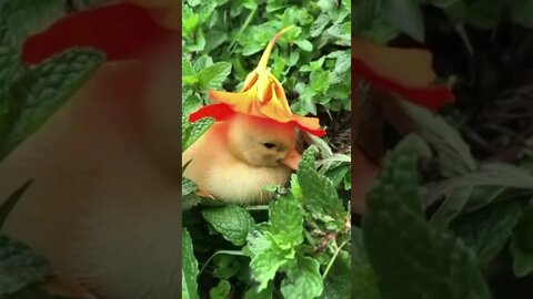 Cute Duckling - A cute Duck Video 2022 || NEW HD #shorts #duck #petslove #cute