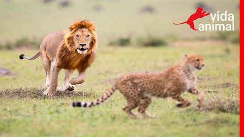 Leão tenta correr mais rápido que chita - Vida Animal