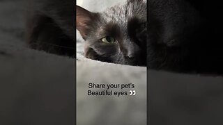 Cat has beautiful eyes / Cat eyes