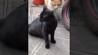 CAT VIDEO