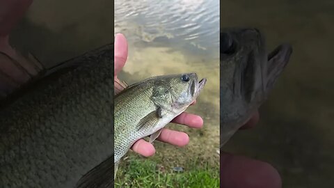 Nice little largemouth